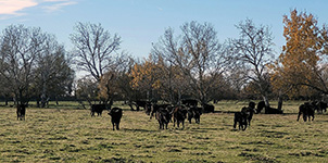 1000 toros 2022